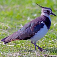 Czajka (Vanellus vanellus)