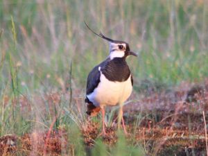 Czajka (Vanellus vanellus)